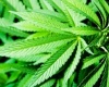 Является ли употребление марихуаны причиной проблем со сном? 