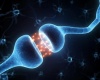Сон после активного запоминания укрепляет память